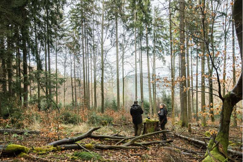 ISOTunes Falkon  Hunting Green